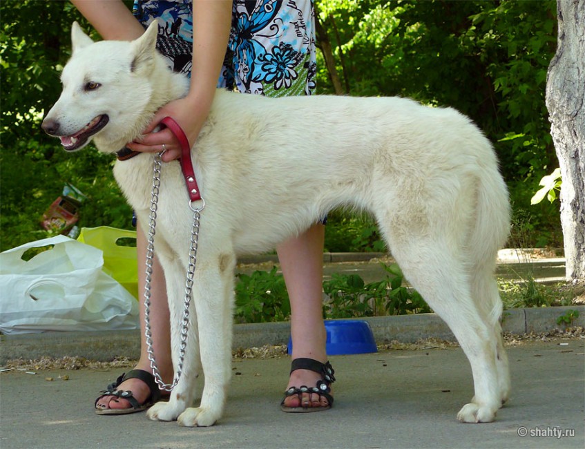 Выставка собак в Шахтах 2012