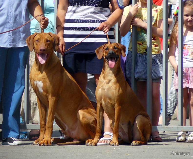 Выставка собак 13 мая 2012 г. в Шахтах, родезийский риджбек