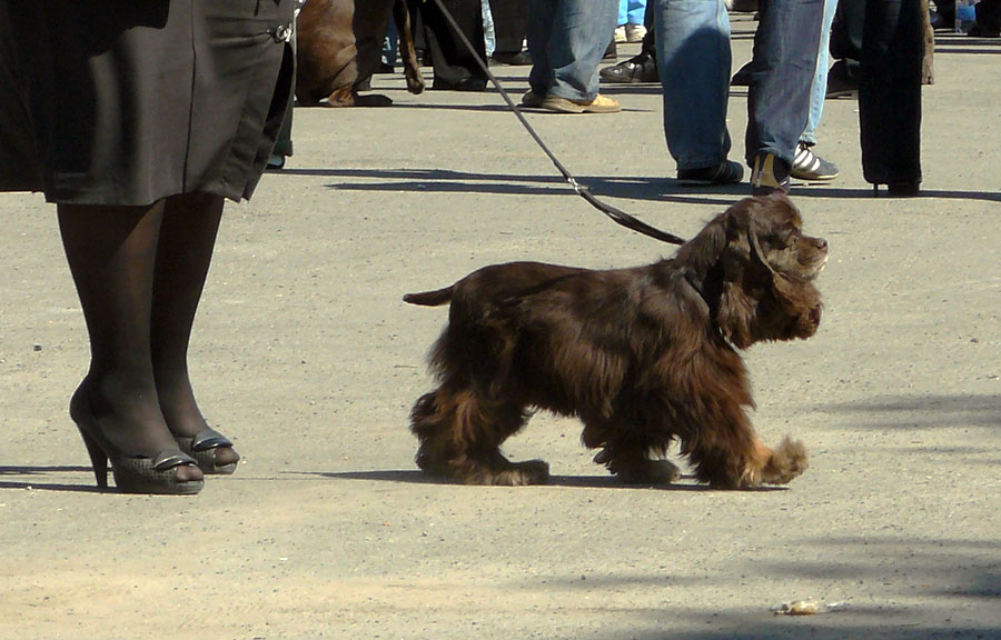 Выставка собак в г. Шахты