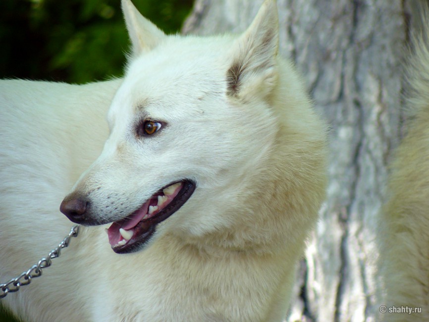 13 мая 2012 г. выставка собак в Шахтах