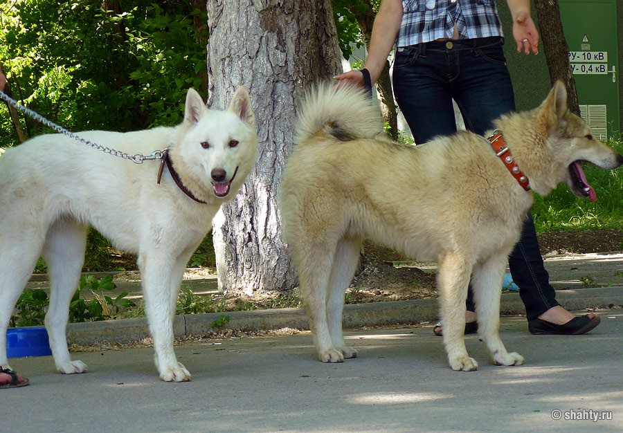 Выставка собак 2012 в городе Шахты