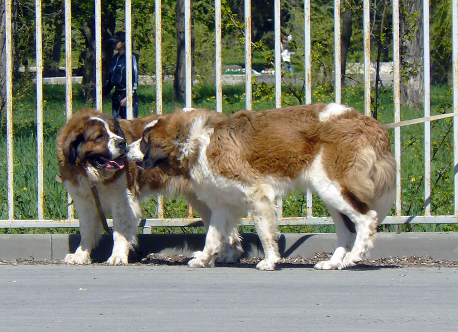 Выставка собак в г. Шахты
