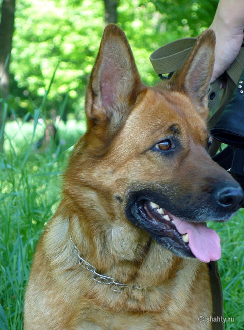 Овчарка на шахтинской выставке собак 2012