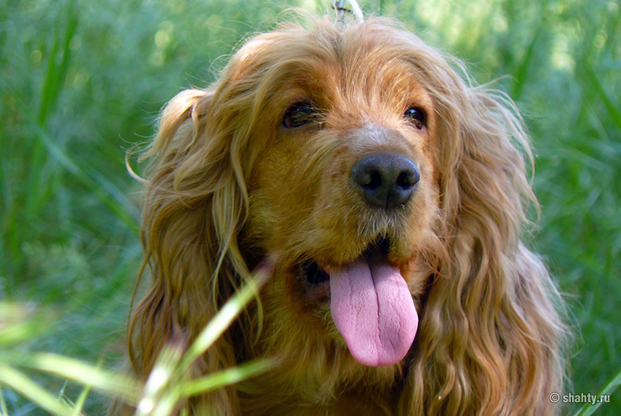 Спаниель на выставке собак в г. Шахты