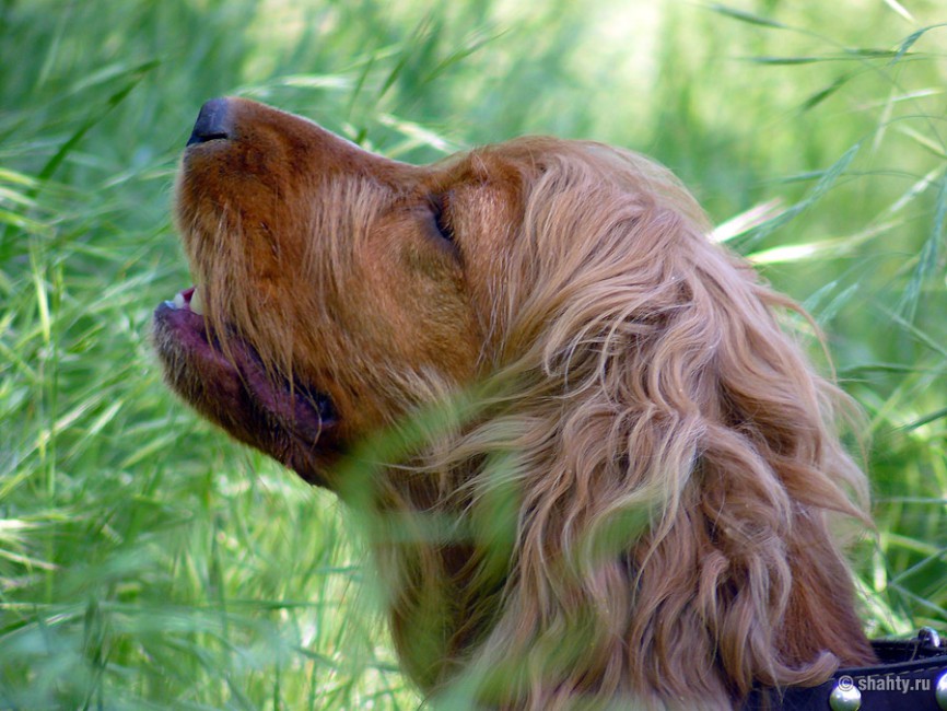 Спаниель 13 мая 2012 г. на шахтинской выставке собак