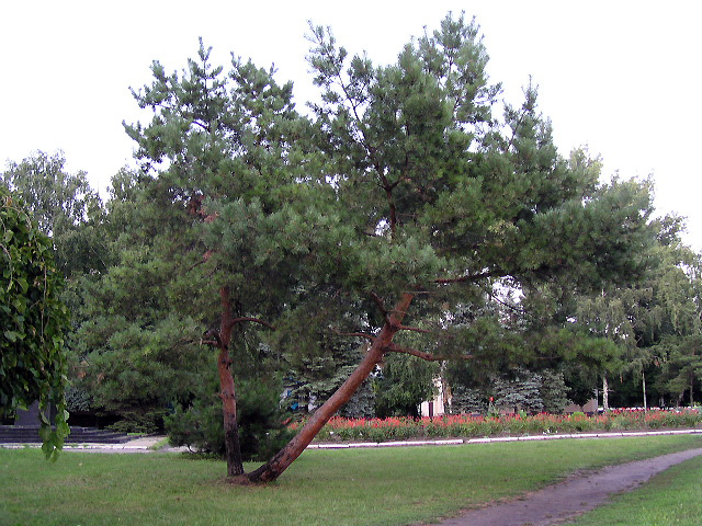 Сквер в п. Каменоломни, рядом со Сбербанком - Шахты