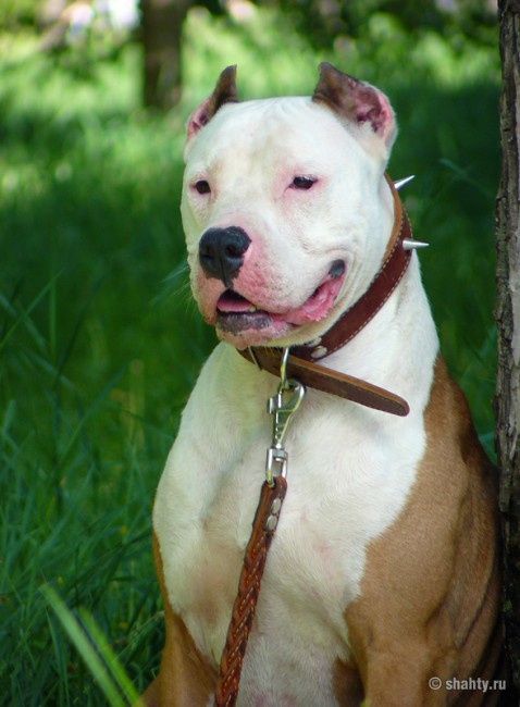 Питбуль на шахтинской выставке собак