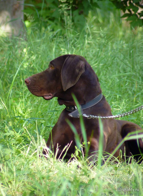 Курцхаар на выставке собак в г. Шахты