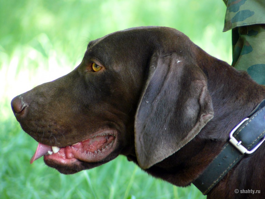 Курцхаар на шахтинской выставке собак 2012