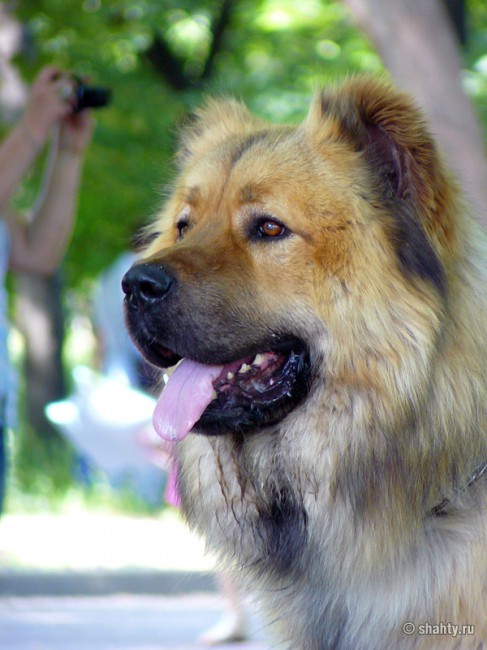 Кавказская овчарка 13 мая 2012 г. на выставке собак в г. Шахты