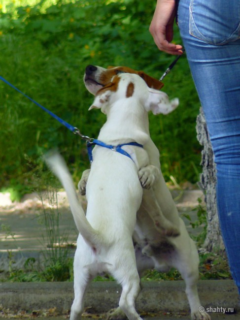 Выставка собак в Шахтах 2012, объятия