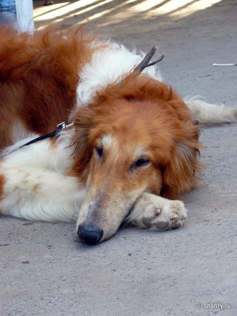 Русская борзая на выставке собак в г. Шахты