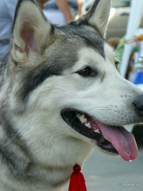 Лайка на выставке собак в г. Шахты 2012