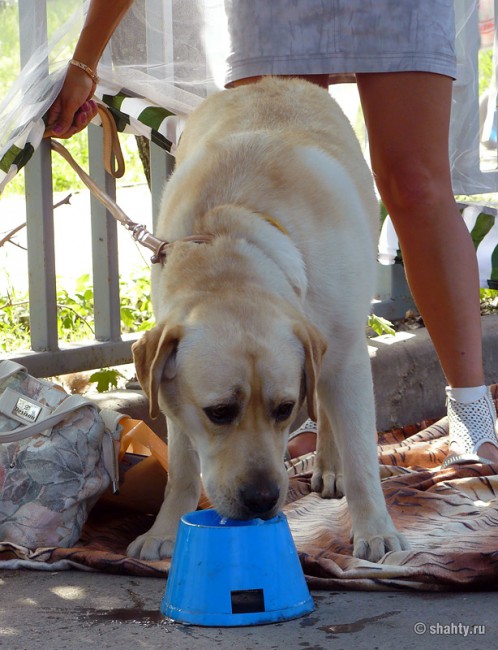Лабрадор на выставке собак в г. Шахты 2012