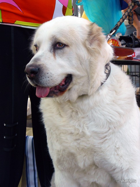 Выставка собак в г. Шахты