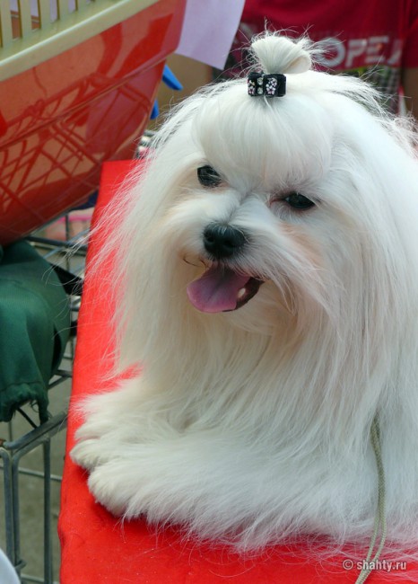 Мальтезе на выставке собак 2012 в Шахтах