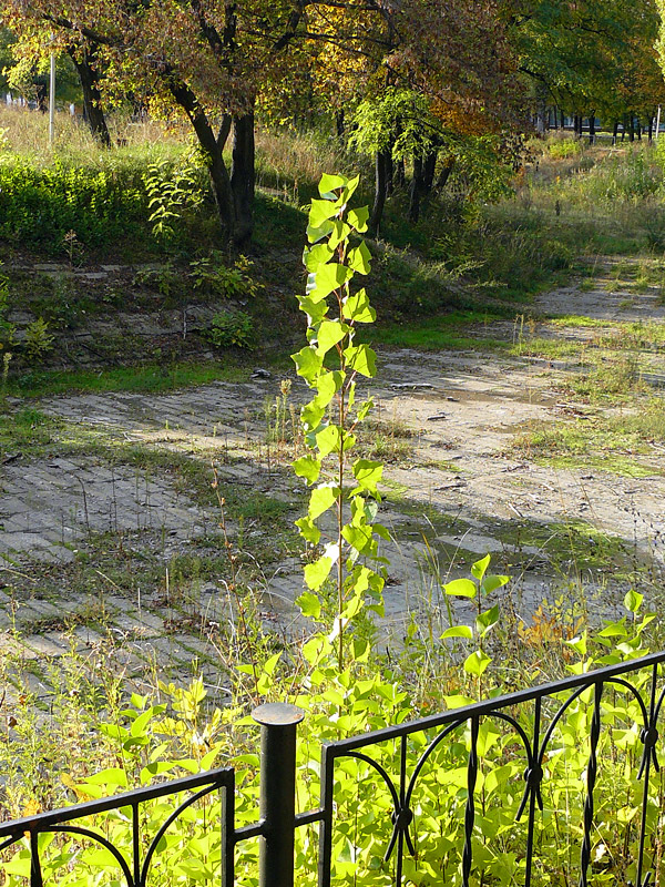 Новая поросль в городском парке - Шахты