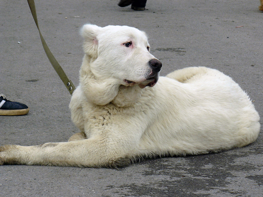 2011 г. - выставка собак в городе Шахты
