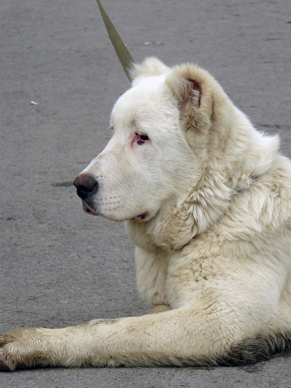 Май 2011 - выставка собак в г. Шахты