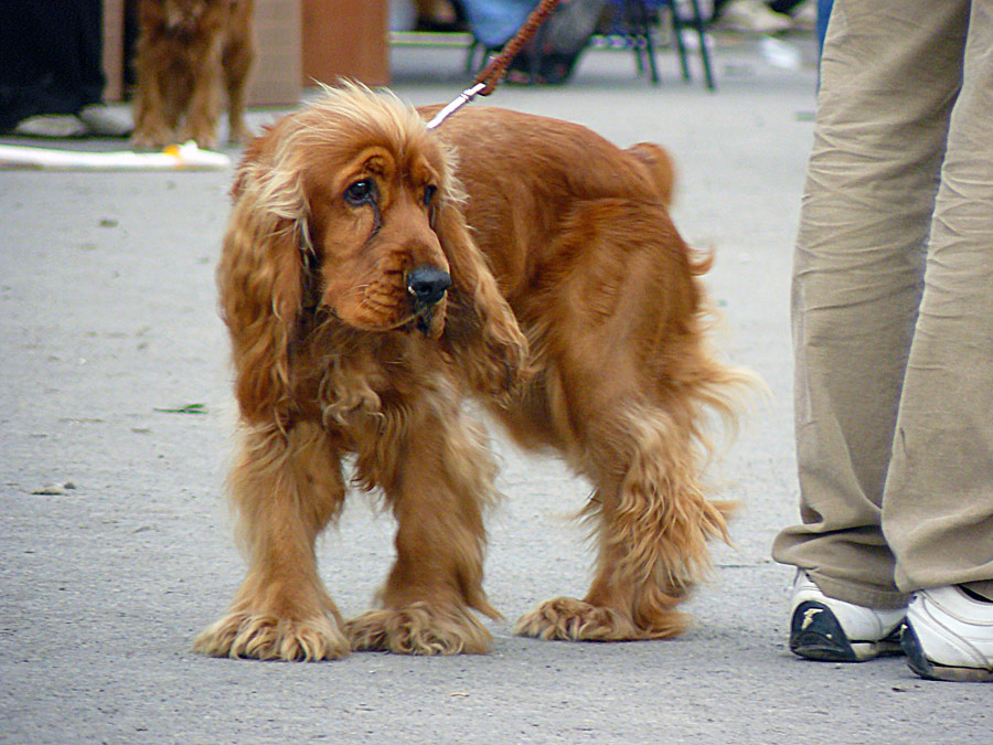 Кокер-спаниэль, 2011 - выставка собак в Шахтах