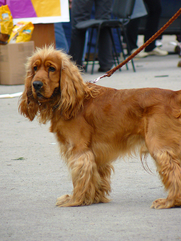 Кокер-спаниэль, 2011 - выставка собак в городе Шахты