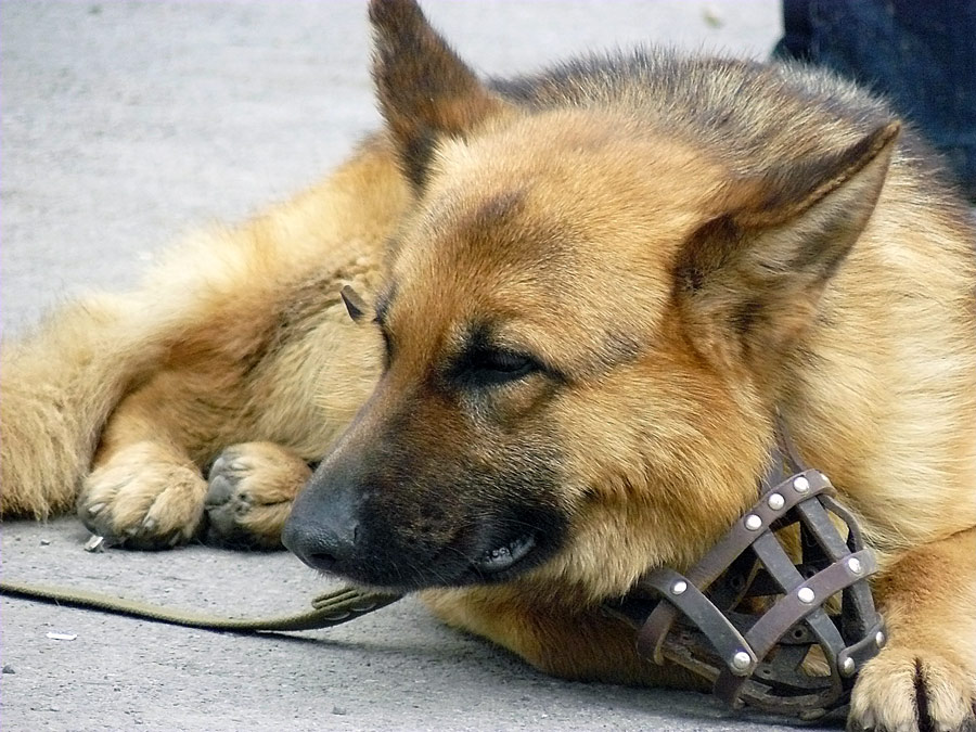 Выставка собак в городе Шахты 2011