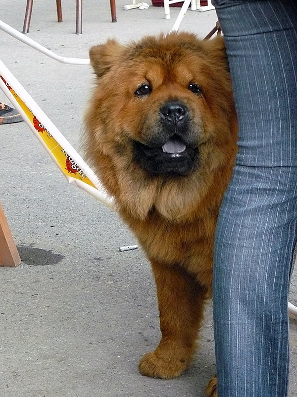 Чау-чау, 2011 г. - выставка собак в г. Шахты