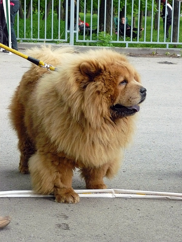 Чау-чау, 2011 г. - выставка собак в городе Шахты