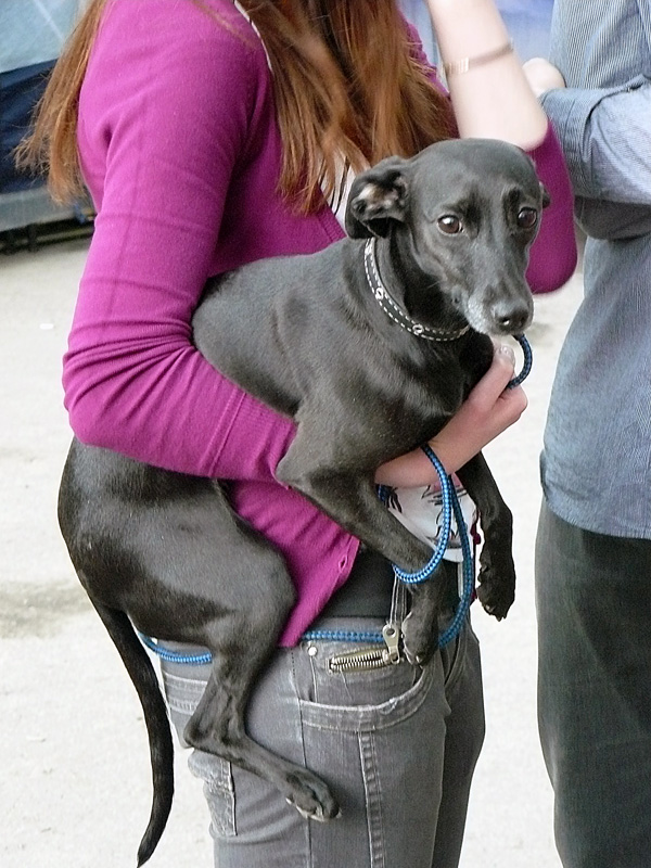 Май 2011 - выставка собак в Шахтах