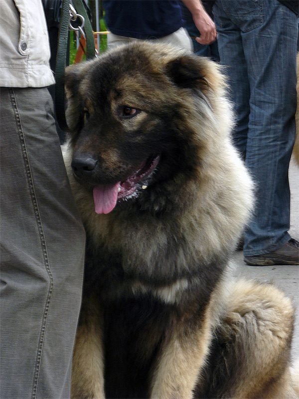 Кавказская овчарка, выставка собак в городе Шахты 2011 г.