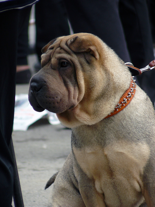 Выставка собак в г. Шахты, май 2011