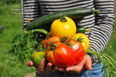 В г. Шахты пройдет сельскохозяйственная ярмарка «выходного дня»
