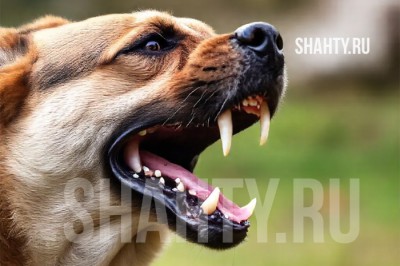 После нападений бродячих собак на жителей Каменска-Шахтинского возбуждено уголовное дело