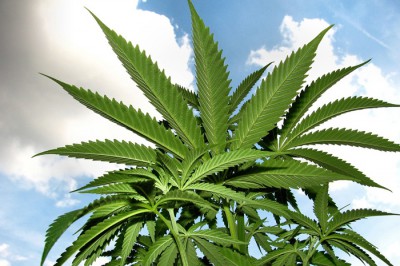 Житель Шахт задержан с пакетом «травки»