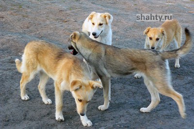 Собаки покусали в Шахтах женщину рядом с площадью Солдата