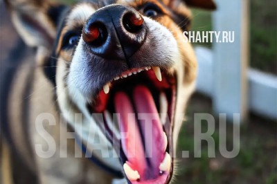 Бродячие собаки покусали 5-летнюю девочку в Ростовской области