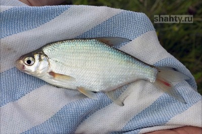 Запретили ловить леща в Дону и Азовском море