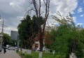 В Шахтах на площади Ленина спилят деревья