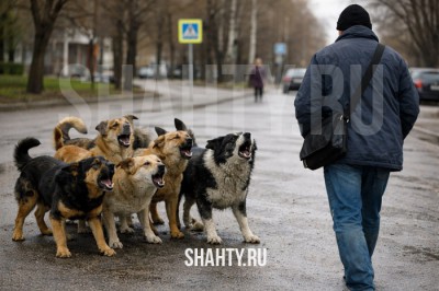 В г. Шахты стаи бродячих собак нападают на горожан