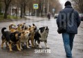 В г. Шахты стаи бродячих собак нападают на горожан