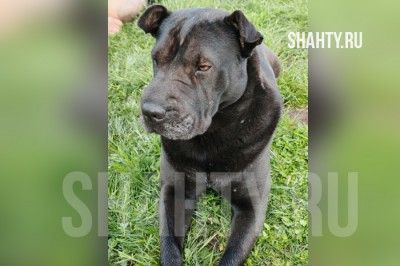 В г. Шахты обнаружили парня без сознания и собаку: человека доставили в травматологию