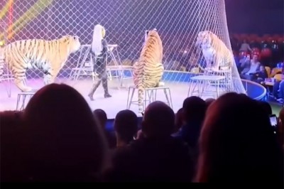 Тигр выскочил из манежа цирка к зрителям в Ростове-на-Дону: следком начал проверку