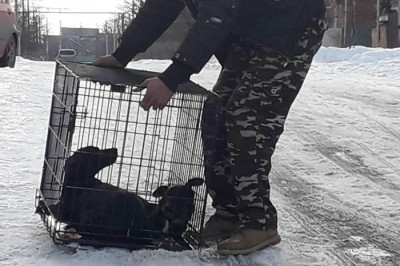 В Шахтах отловили шесть собак на улицах, отрапортовали в администрации