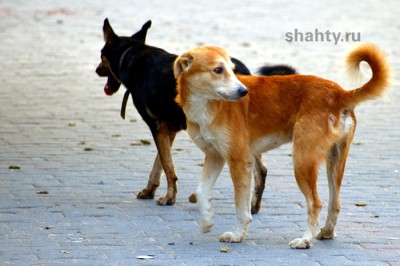 В Шахтах выпускают бездомных собак, привозя их на машинах с замазанными номерами