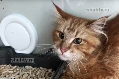 Двадцать мейн-кунов съели свою владелицу в Ростовской области: видео