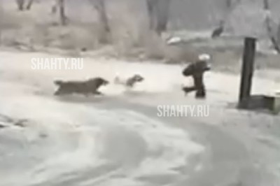 13-летнюю девочку чуть не загрызли бродячие собаки