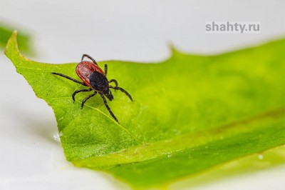 От укусов клещей пострадали 222 человека в Ростовской области