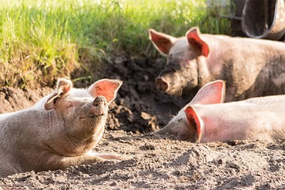 Обнаружили чуму свиней под г. Каменском-Шахтинским