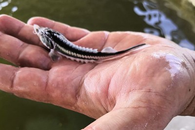 В Дон выпустили миллион мальков осетра