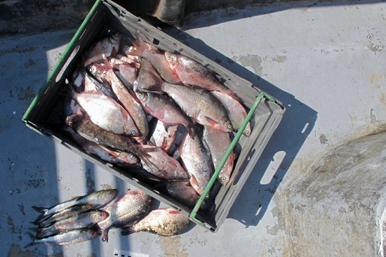 Поймал 42 рыбы 80-метровой сетью — 27-летнего парня могут посадить на 2 года